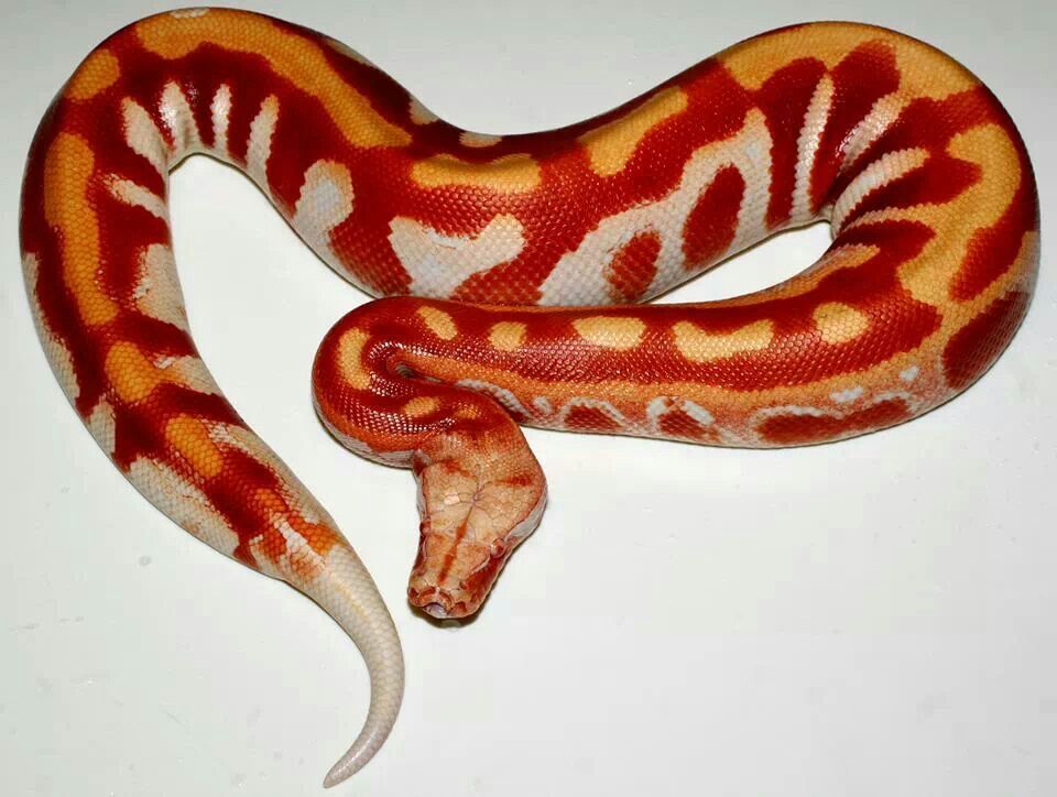 albino blood python